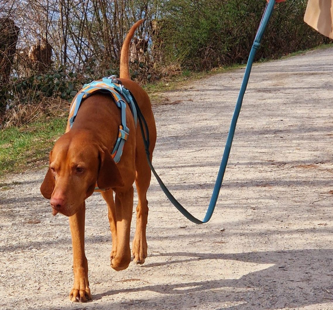 Hund an lockerer Führleine Brauner Hund mit Geschirr läuft an einer Leine entlang einem Weg.